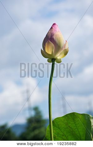 Lotusblomst