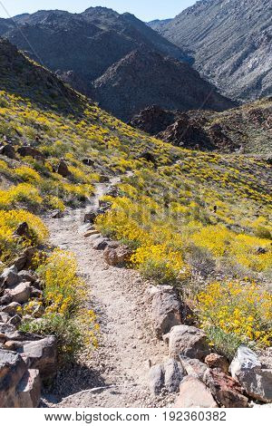 Dry Trail Heads Downhill Through Bristlebush Flowers