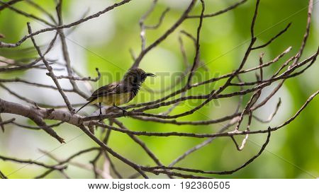 Bird (olive-backed Sunbird) On A Tree