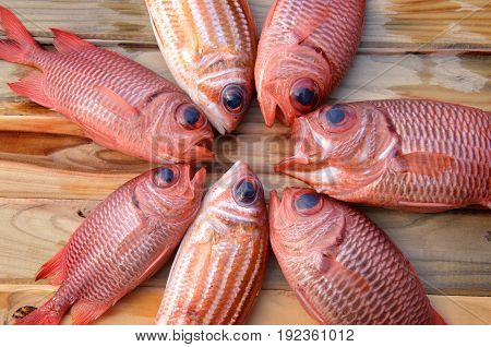 Fresh Pinecone Soldier Fishes For Cooking
