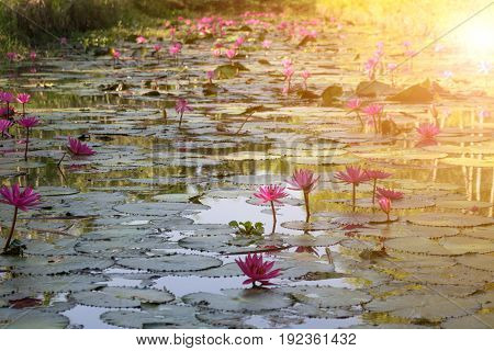 Lotus Flower (lotus Or Nelumbo)