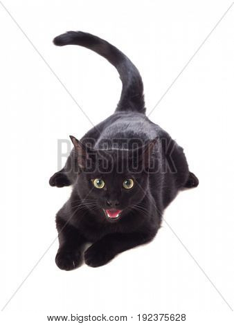 Black cat with yellow eyes isolated on a whit background