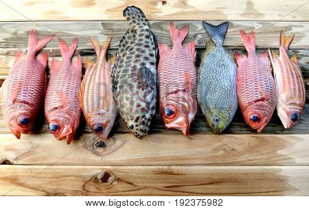 Mix Fresh Pinecone Soldier Fish And Grouper Fish For Cooking
