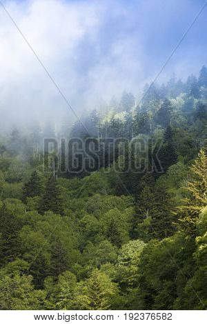 Mist in the Great Smoky Mountains of North Carolina