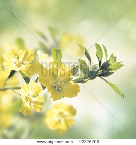 Primrose Willow wild flowers blossom