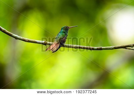 The rufous tailed hummingbird (Amazilia tzacatl) sits on the branch. Costa Rica