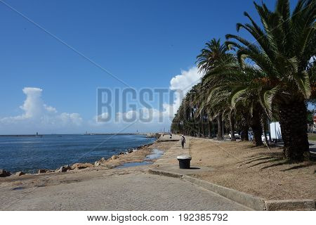 Passeio Alegre Garden image in Porto city