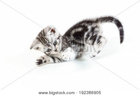 British short hair silver tabby kitten hunting isolated on white background.