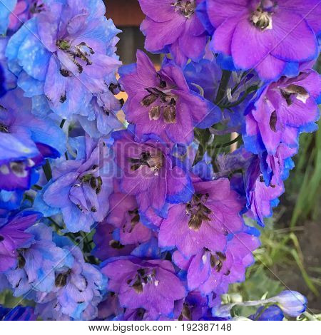 Springtime brings full color and tall, blue & purple flowers