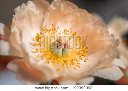 Orange peony flower with yellow stamens voice and leaves isolated on bokehbackground.