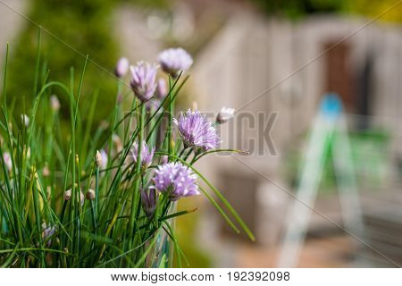 Flowering chive in the summer sun. Purple flowering flowers with fresh green chives stems. Flowering herbs