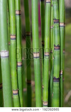 Long equisetum stalk. Green wallpaper with bamboo stem