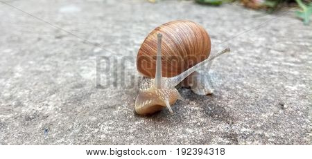 Snail on his way on a rainy day