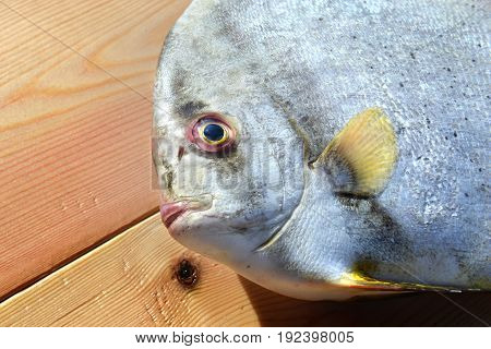 Fresh Round Batfish From Fishery Market