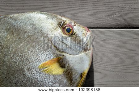 Fresh Round Batfish From Fishery Market