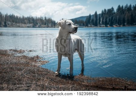 Dog taking a bath and standing in water in front of beautiful mountain lake