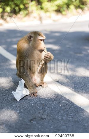 Monkey every day it will come to find some thing for eat