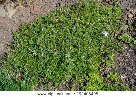 Pink Buds And Lush Green Leaves Of Phlox Subulata