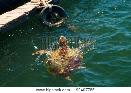 Sea Turtle, coming up to the top for food.