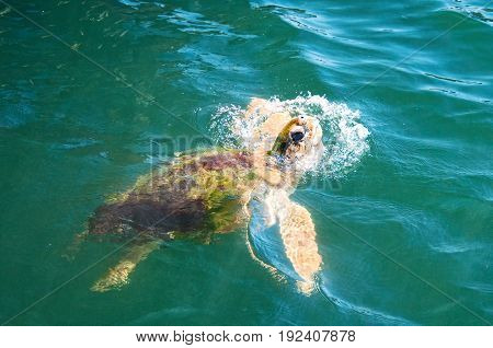 Sea Turtle, coming up to the top for food.