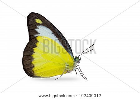 Close up of Chocolate Albatross (Appias lyncida) butterfly isolated on white background with clipping path