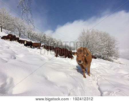 rustic cows on the snow in alpine mountain