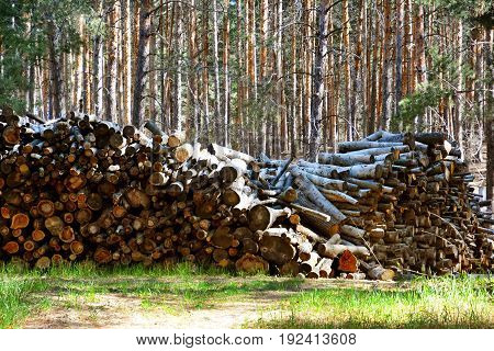 Firewood. Store firewood. Wood burned as fuel.