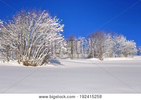 beautiful winter landscape with tree covered by snow under blue sky