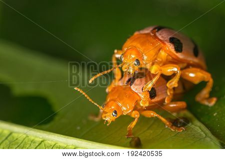 Close up of ladybug small insect during breeding in the nature