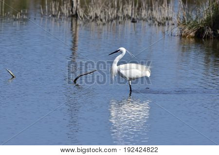 white egret in Albufera nature reseve on island Mallorca