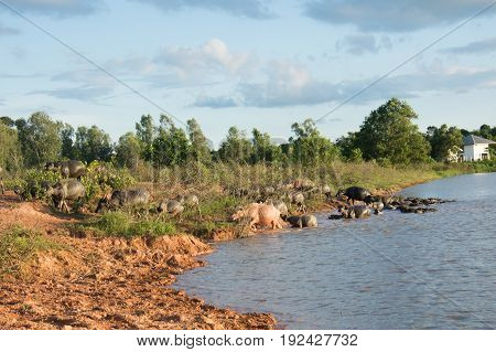 water buffalo relaxes in the lake .