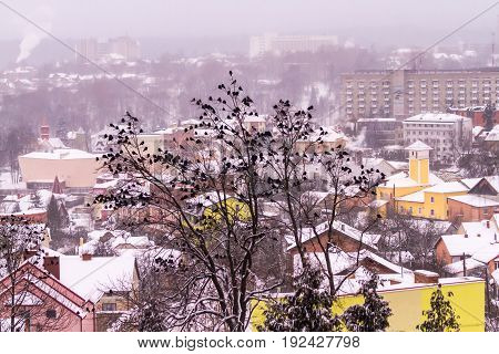 A Huge Flock Of Crows Sits On Trees Against The Backdrop Of A Winter City.