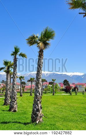 palm trees on the background of snowy mountains in the Adler district of Sochi.