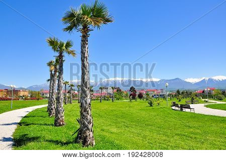 palm trees on the background of snowy mountains in the Adler district of Sochi.