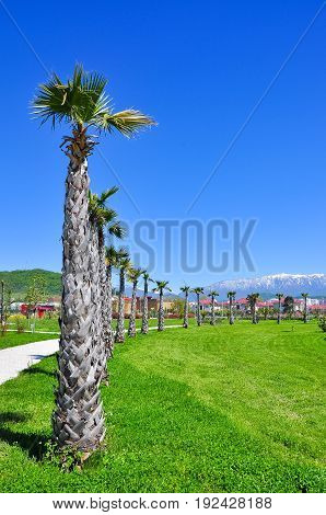 palm trees on the background of snowy mountains in the Adler district of Sochi.