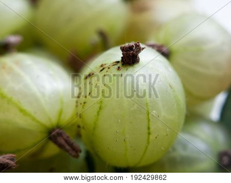green gooseberries close up fresh produce yum