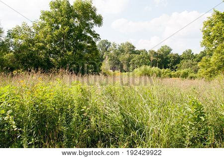 View of Green open space with mature trees on a sunny day with light clouds at Stroud Preserve
