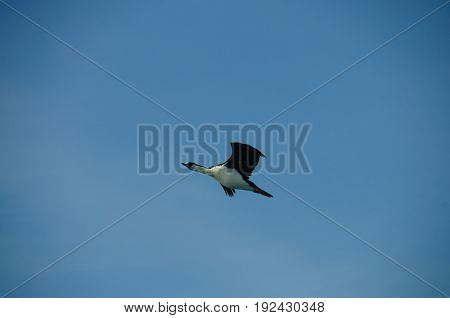 The south Georgian Imperial Shag is a black and white cormorant native to many subantartic islands. The shag rocks are named after this species, and they are located near South Georgia.