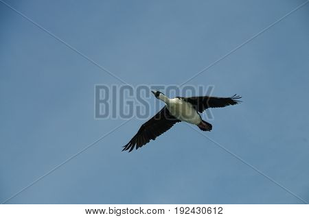 The south Georgian Imperial Shag is a black and white cormorant native to many subantartic islands. The shag rocks are named after this species, and they are located near South Georgia.