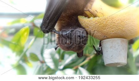 a hungry bat in a german zoo