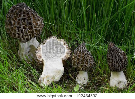 Morchella pragensis meals, spring mushroom shot in the Czech Republic, Europe
