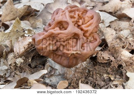 Gyromitra gigas meals, spring mushroom shot in the Czech Republic, Europe