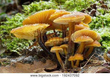 Flammulina velutipes is an edible sponge mushroom shot in the Czech Republic, Europe