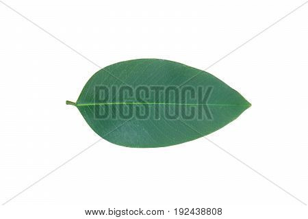 leave cassia fistula isolated on white background