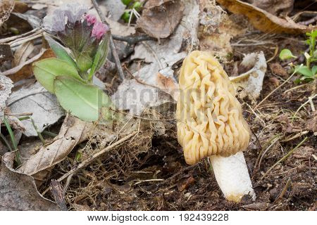 Verpa bohemica food, spring mushroom shot in the Czech Republic, Europe mushroom shot in the Czech Republic, Europe