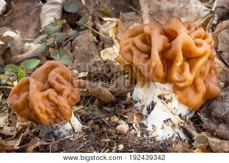 Gyromitra gigas meals, spring mushroom shot in the Czech Republic, Europe