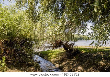 Wide river and small creek in summer meadow. Poplar fluff. June, july