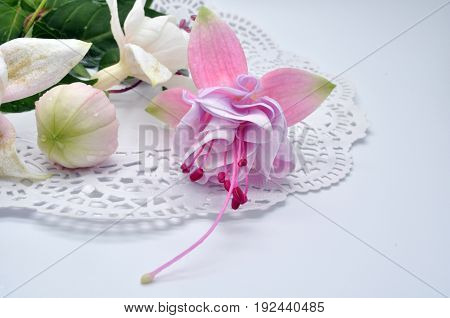 Closeup view of the colorful fuchsia flower wth green leafs. Isolated on the white background. Светлая цветок фуксии на салфетке на белом фоне несколько цветков с листьями зелеными