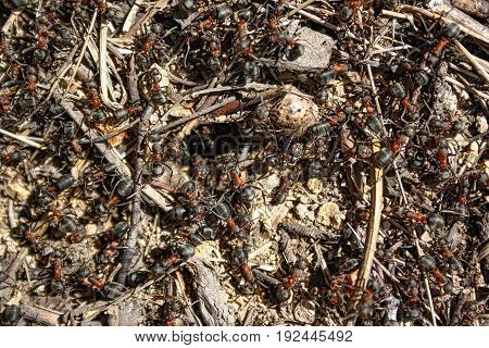 Red Forest Ants Close-up