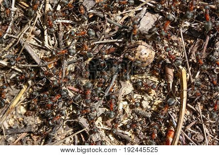 Red Forest Ants Close-up